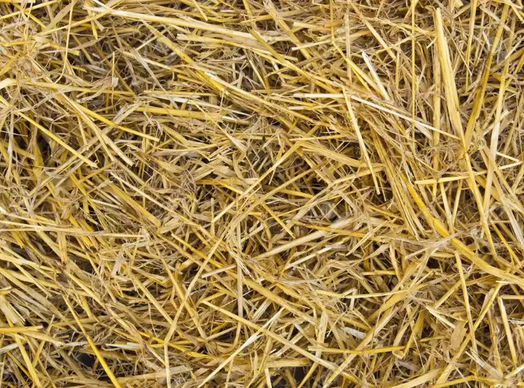 Hay and straw